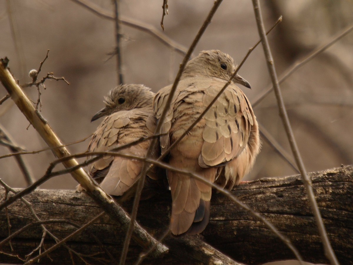 Талпакоті коричневий - ML631254257