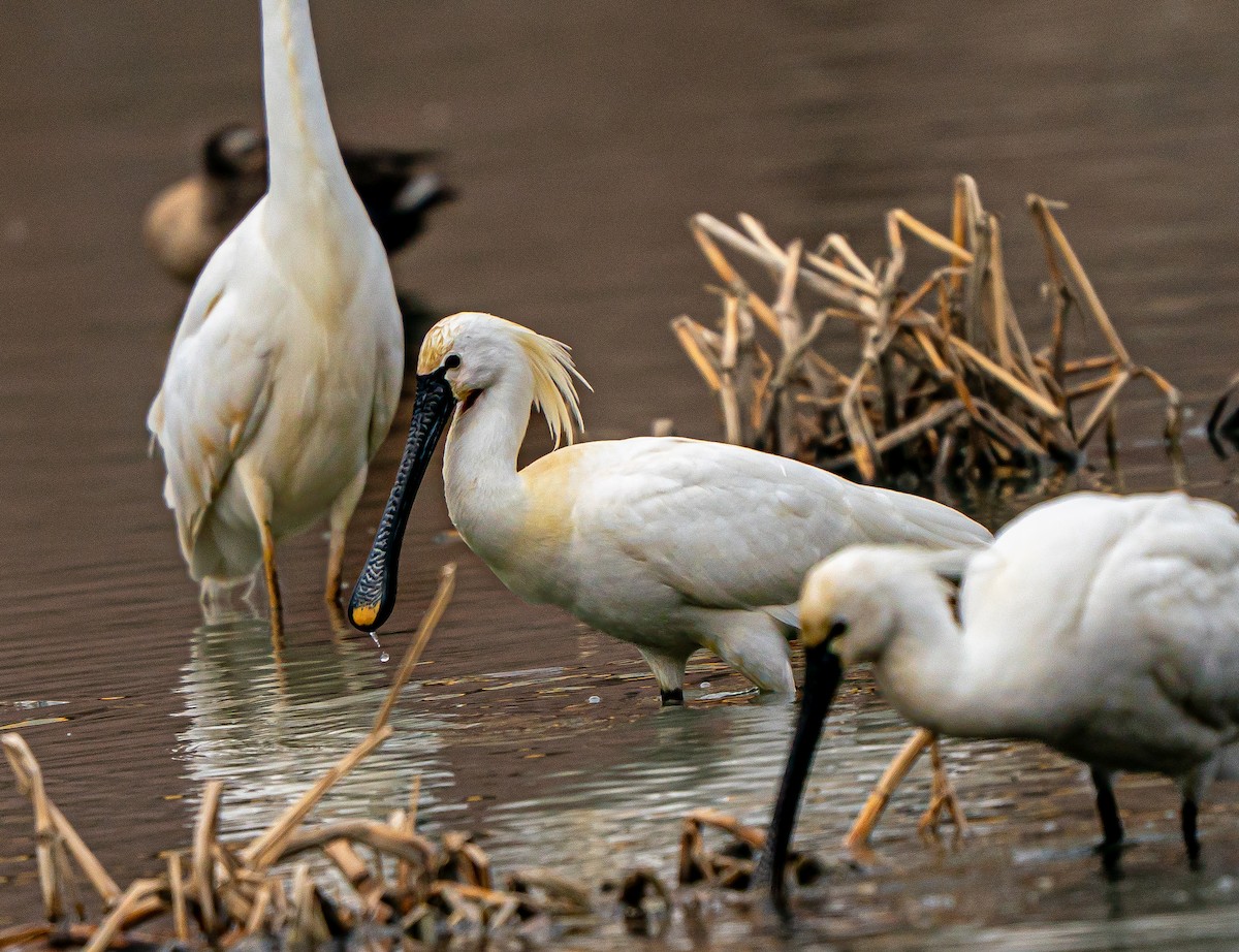 Eurasian Spoonbill - ML631254266