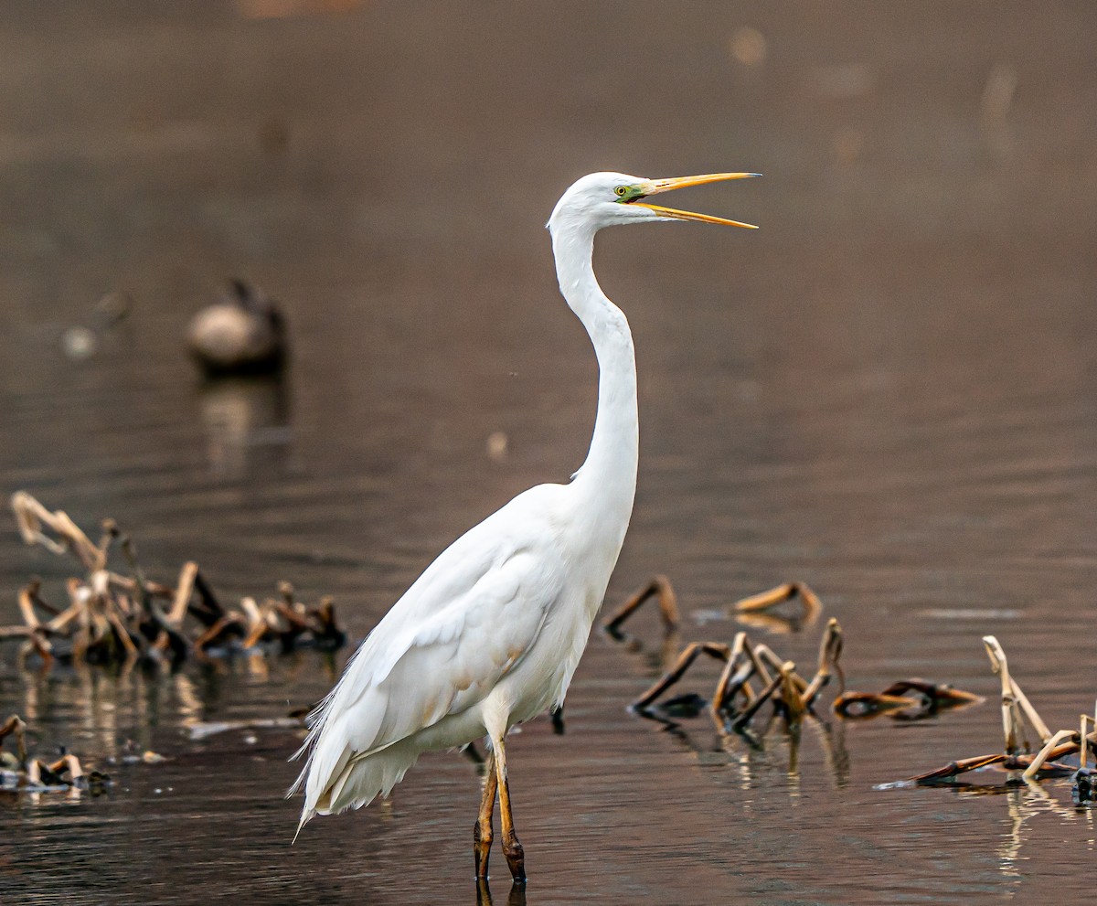 Great Egret (alba) - ML631254267