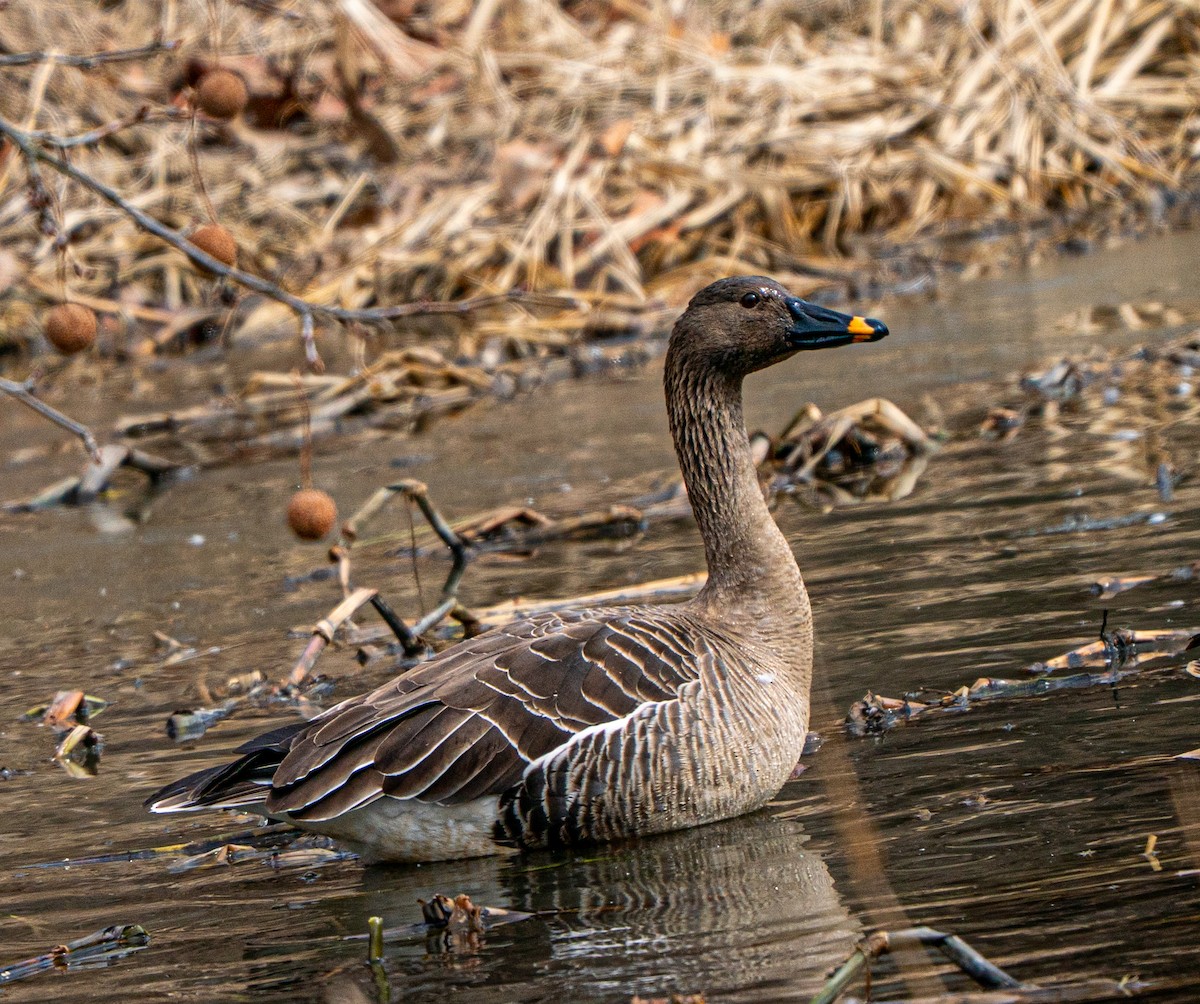 Taiga Bean-Goose - ML631254343