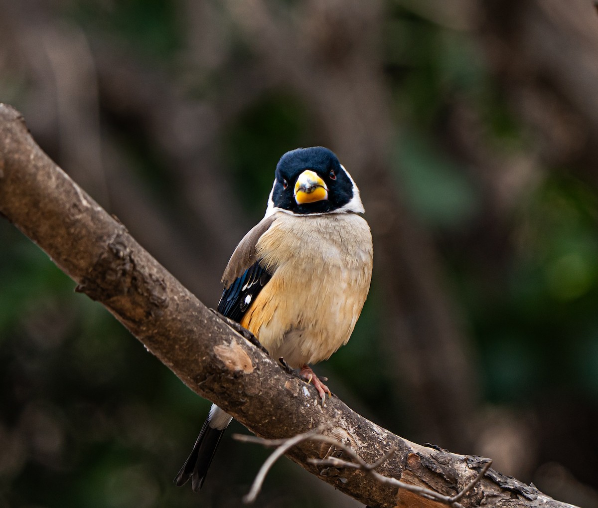 Yellow-billed Grosbeak - ML631254368