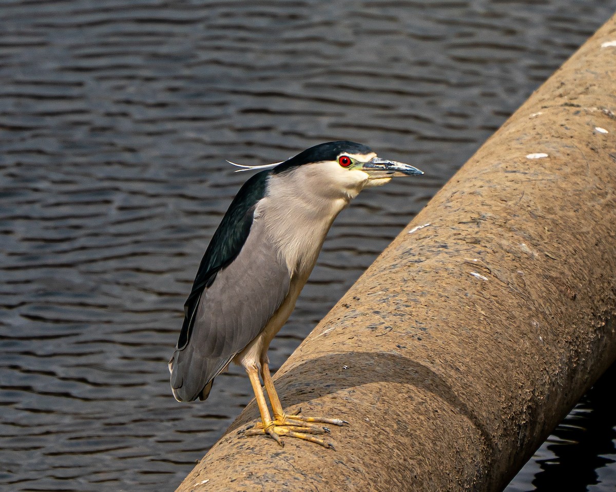 Black-crowned Night Heron - ML631254371