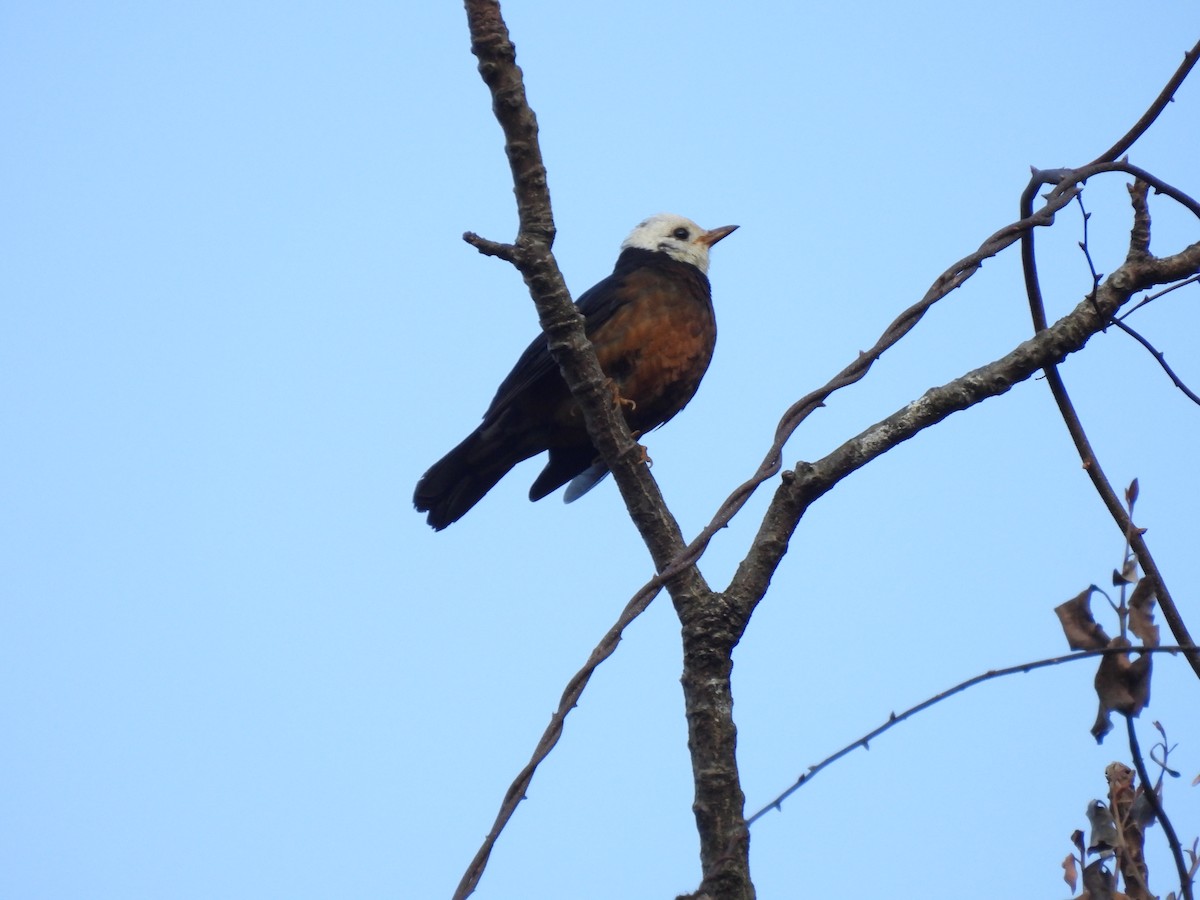 Taiwan Thrush - ML631254451