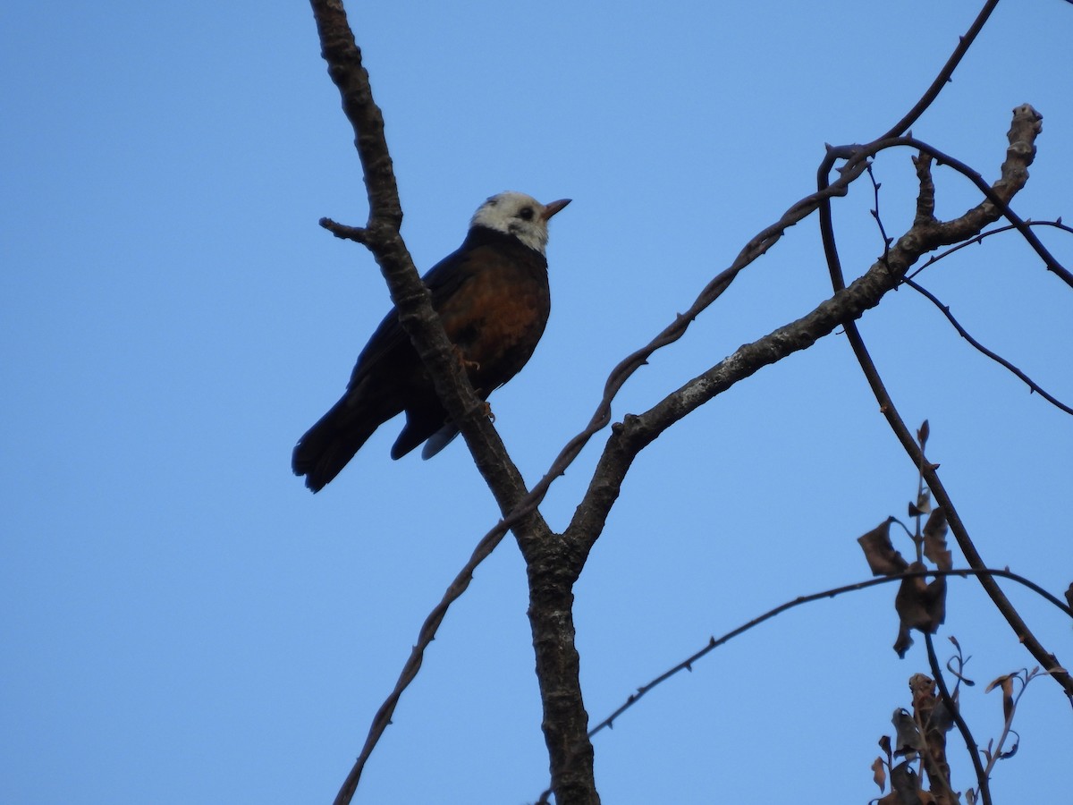 Taiwan Thrush - ML631254452