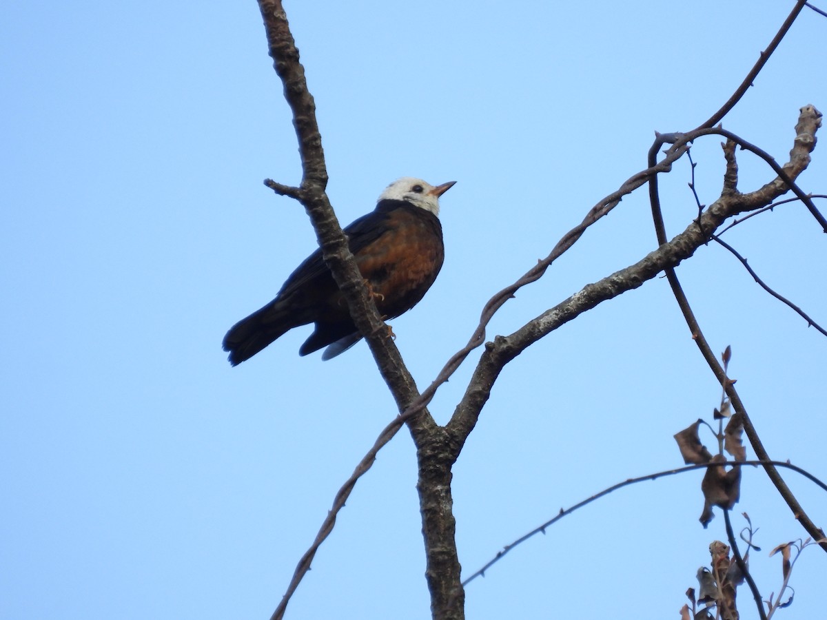 Taiwan Thrush - ML631254453