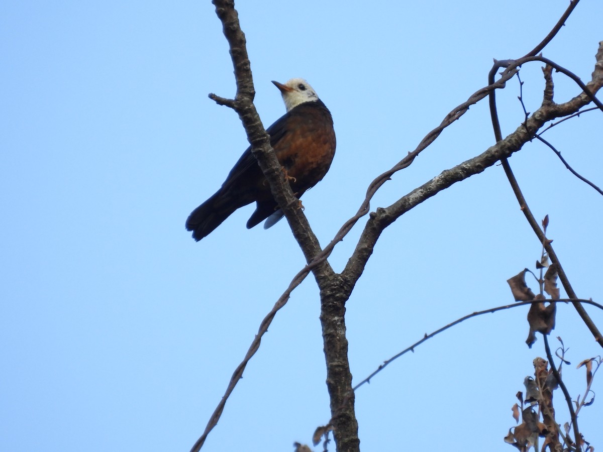 Taiwan Thrush - ML631254454