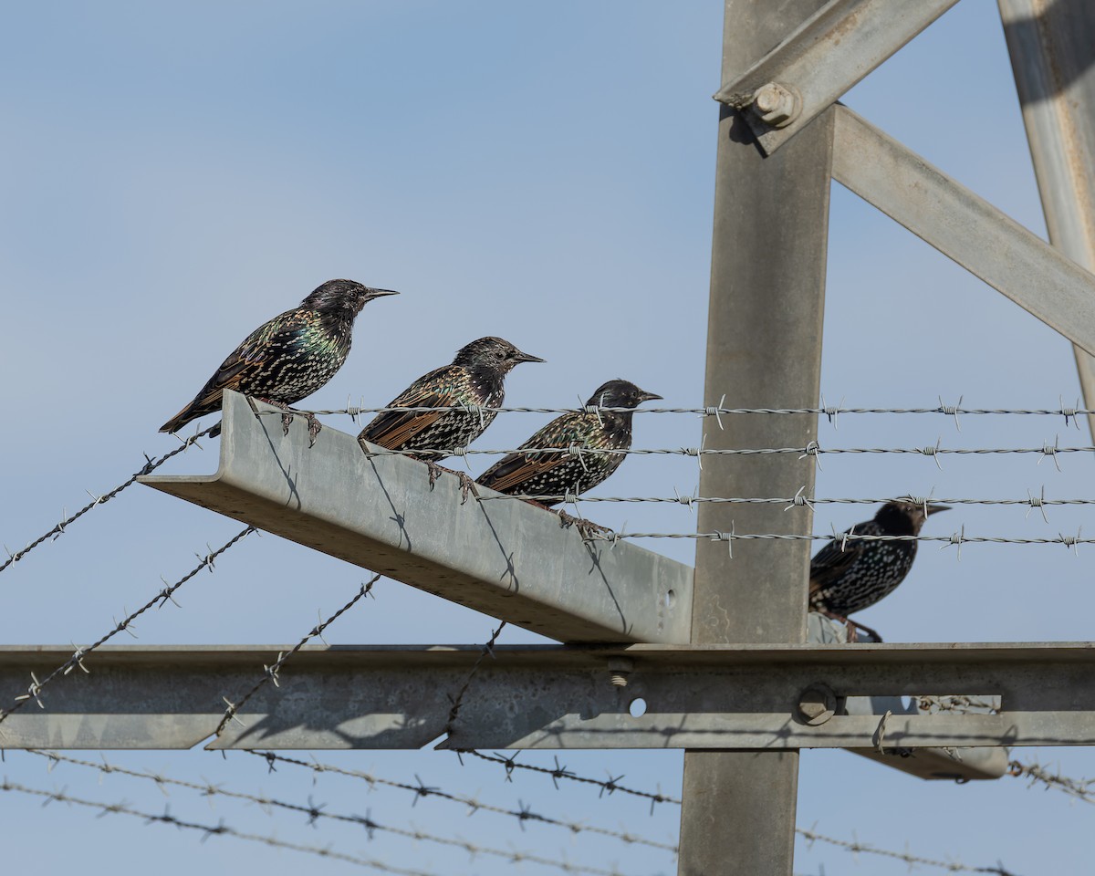 European Starling - ML631254895