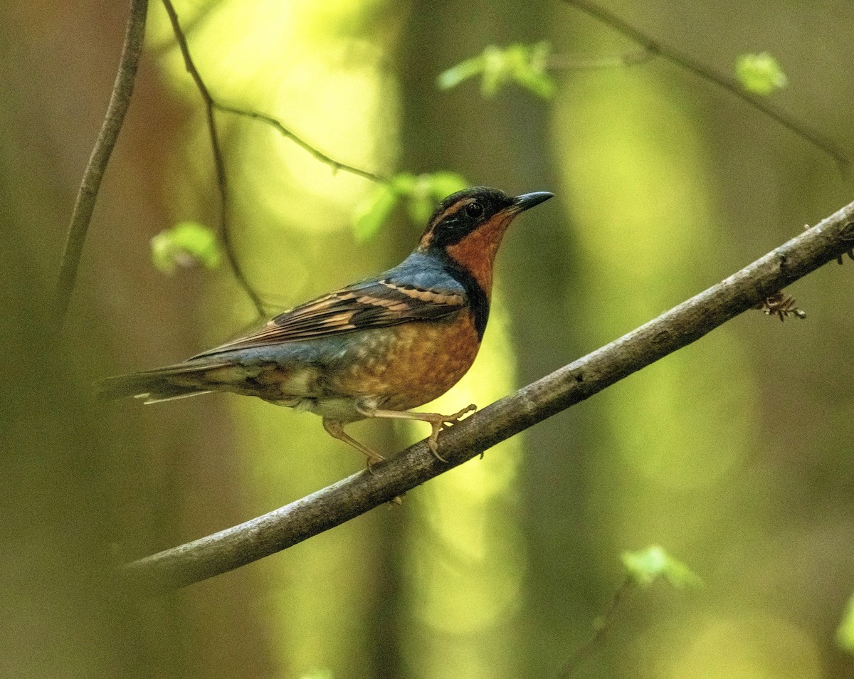 Varied Thrush - ML631254925