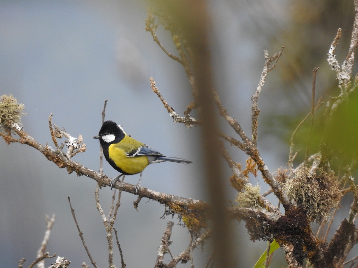 Bergkohlmeise - ML631255019