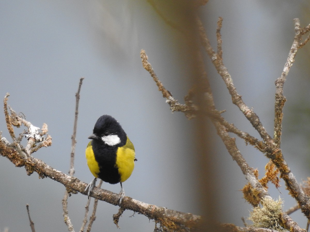 Bergkohlmeise - ML631255020