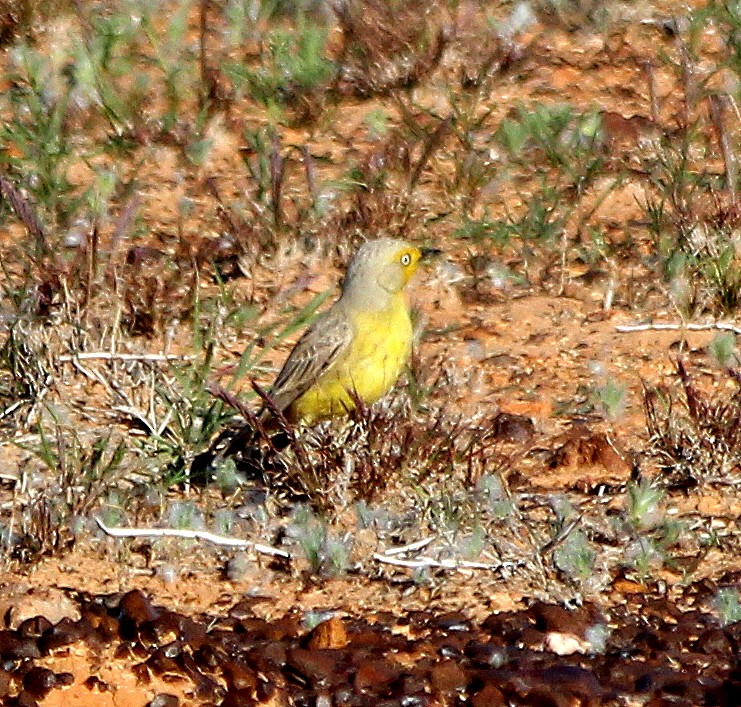 Gibberbird - ML631255178