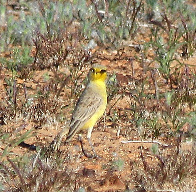 Gibberbird - ML631255179