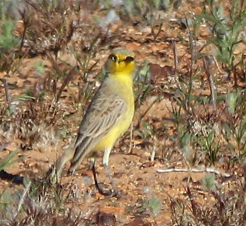 Gibberbird - ML631255180
