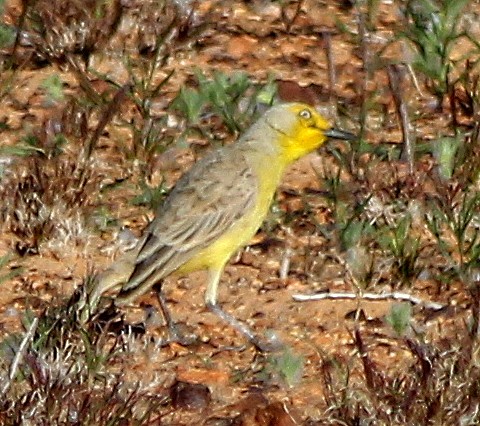 Gibberbird - ML631255184