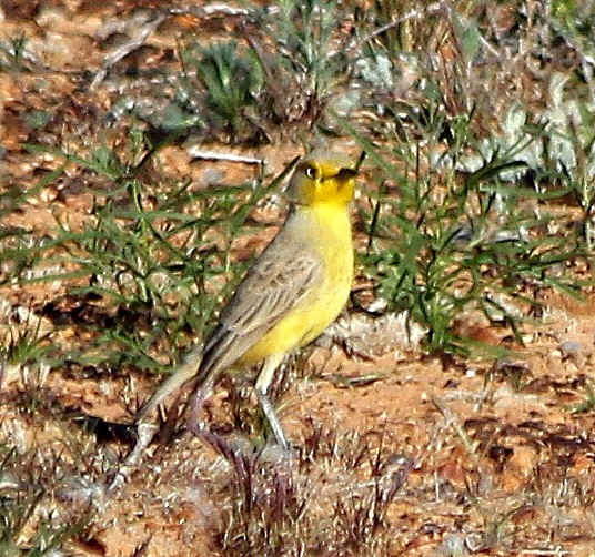 Gibberbird - ML631255186