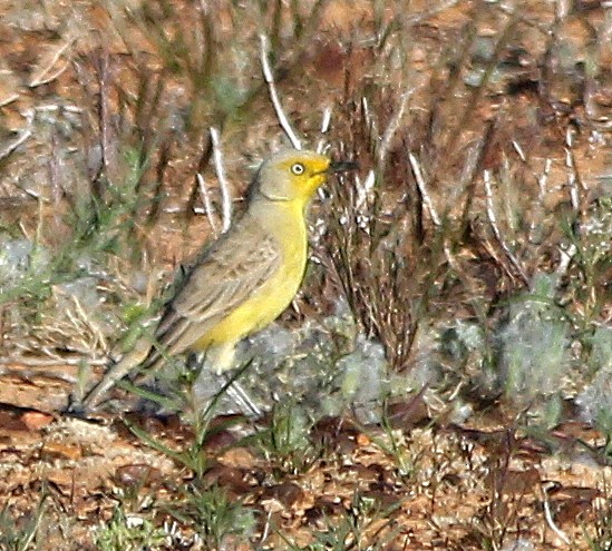 Gibberbird - ML631255189