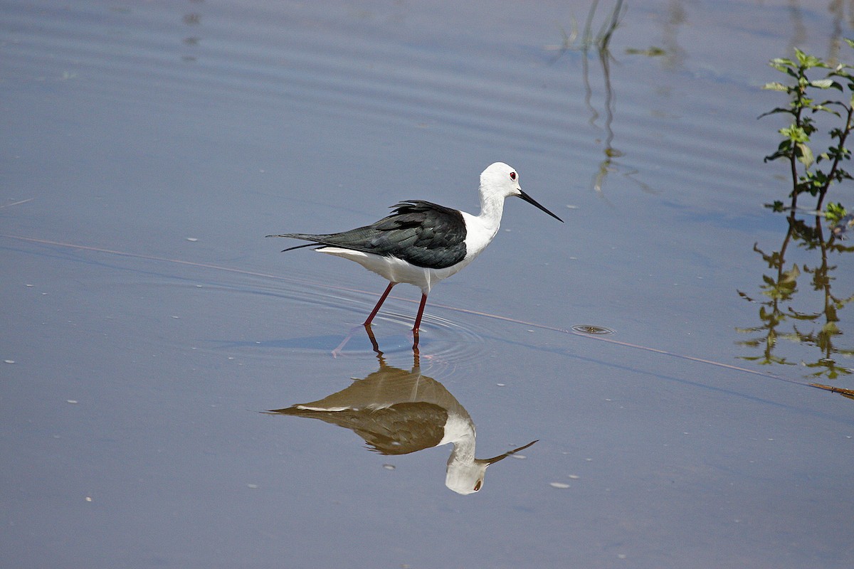 Black-winged Stilt - ML631255280