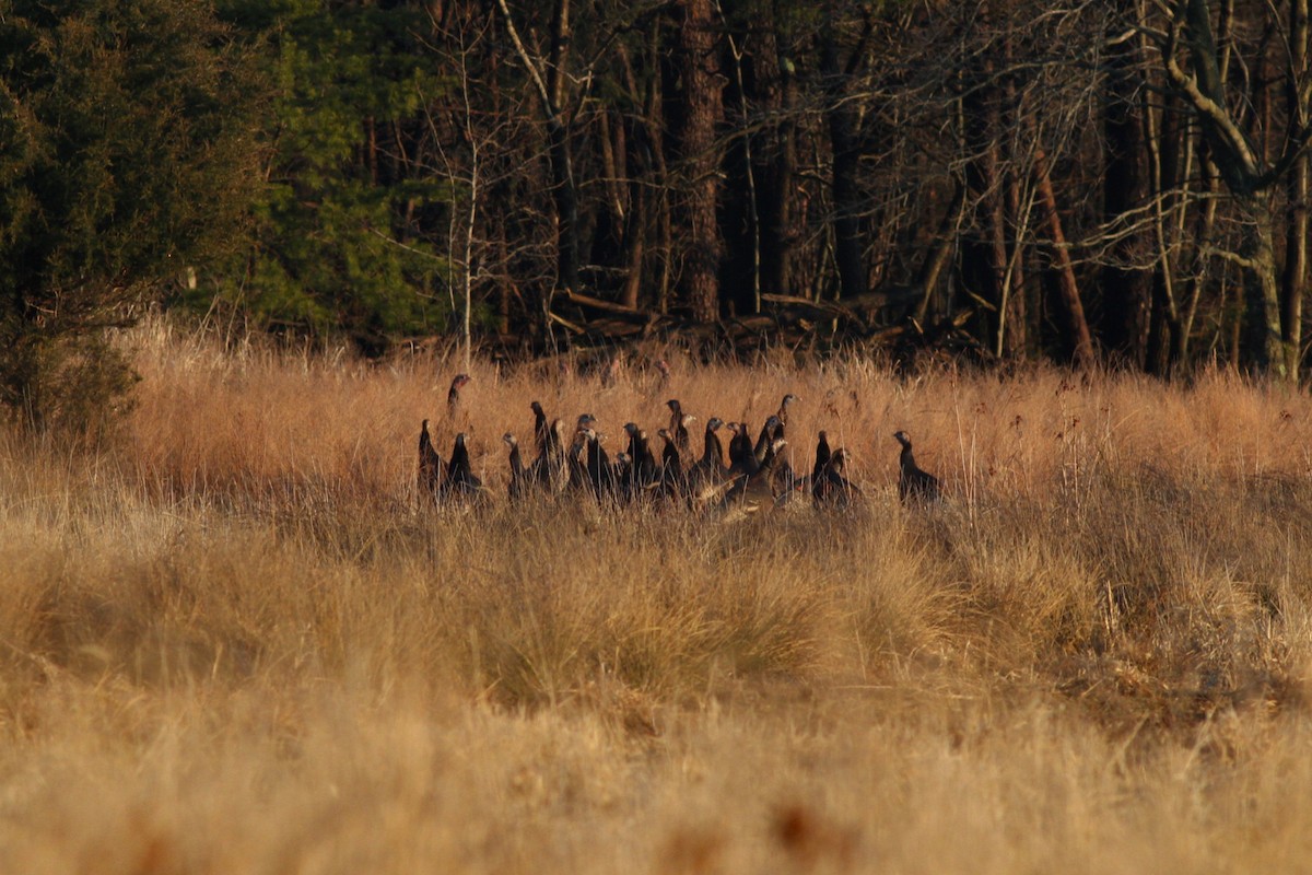 Wild Turkey - ML631255409