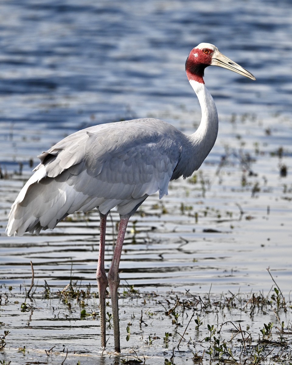 Grue antigone - ML631255578