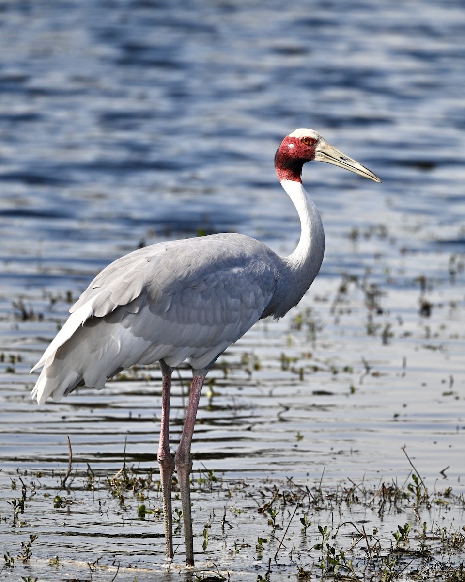 Grue antigone - ML631255579