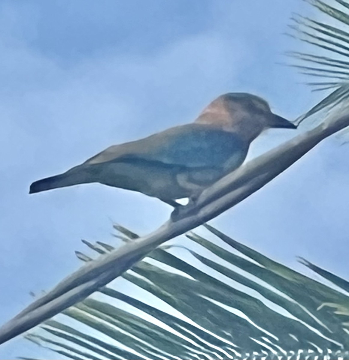 Indian Roller - ML631256309