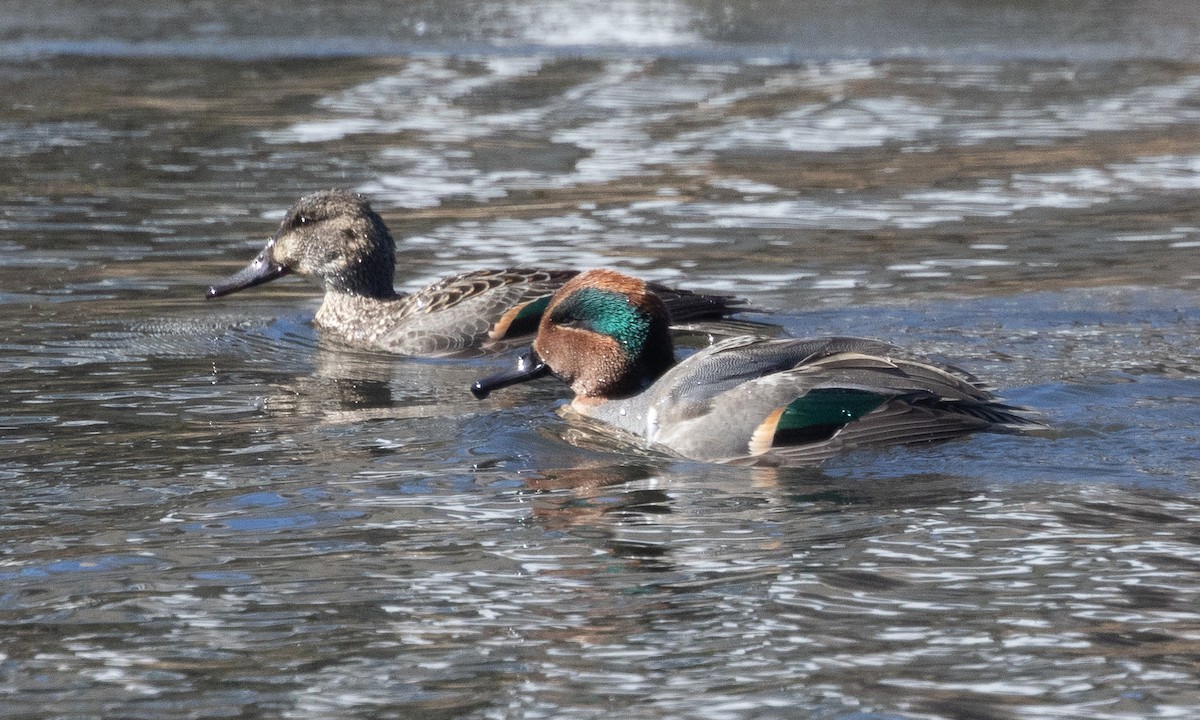 Green-winged Teal (American) - ML631256337