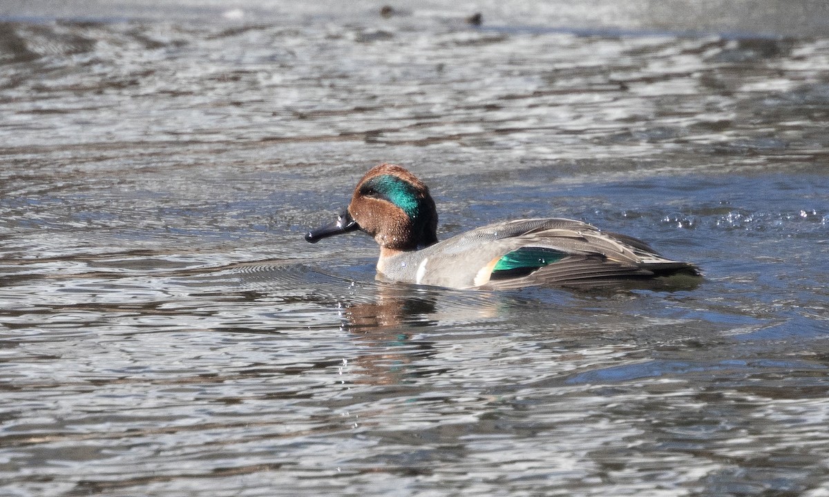 Green-winged Teal (American) - ML631256338