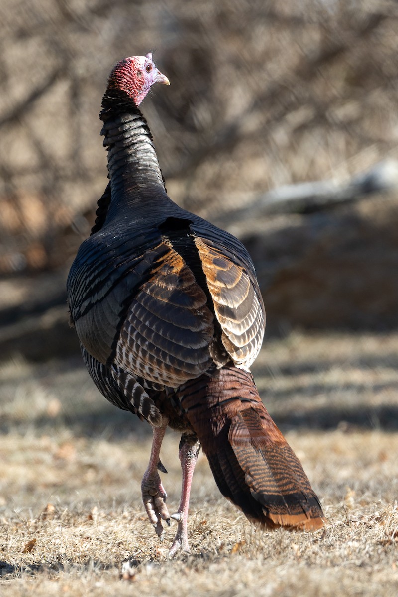 Wild Turkey - ML631256342
