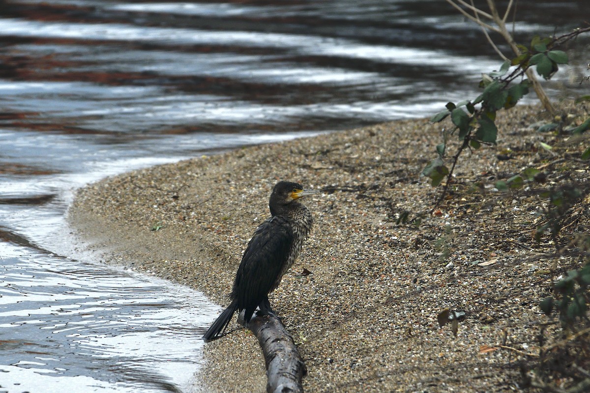 Great Cormorant - ML631256484