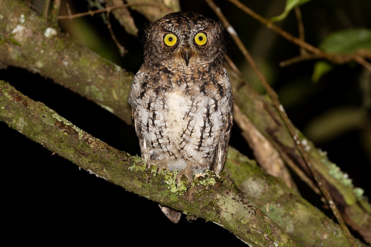 Mindanao Scops-Owl - ML631256499
