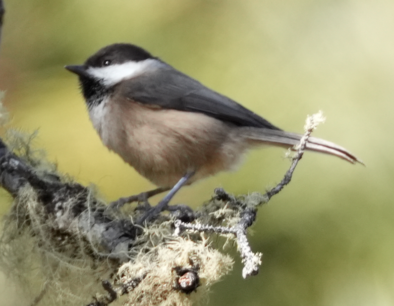 Sichuan Tit - ML631256541