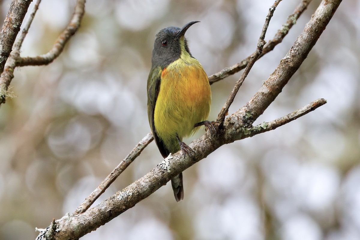 Apo Sunbird - ML631256645