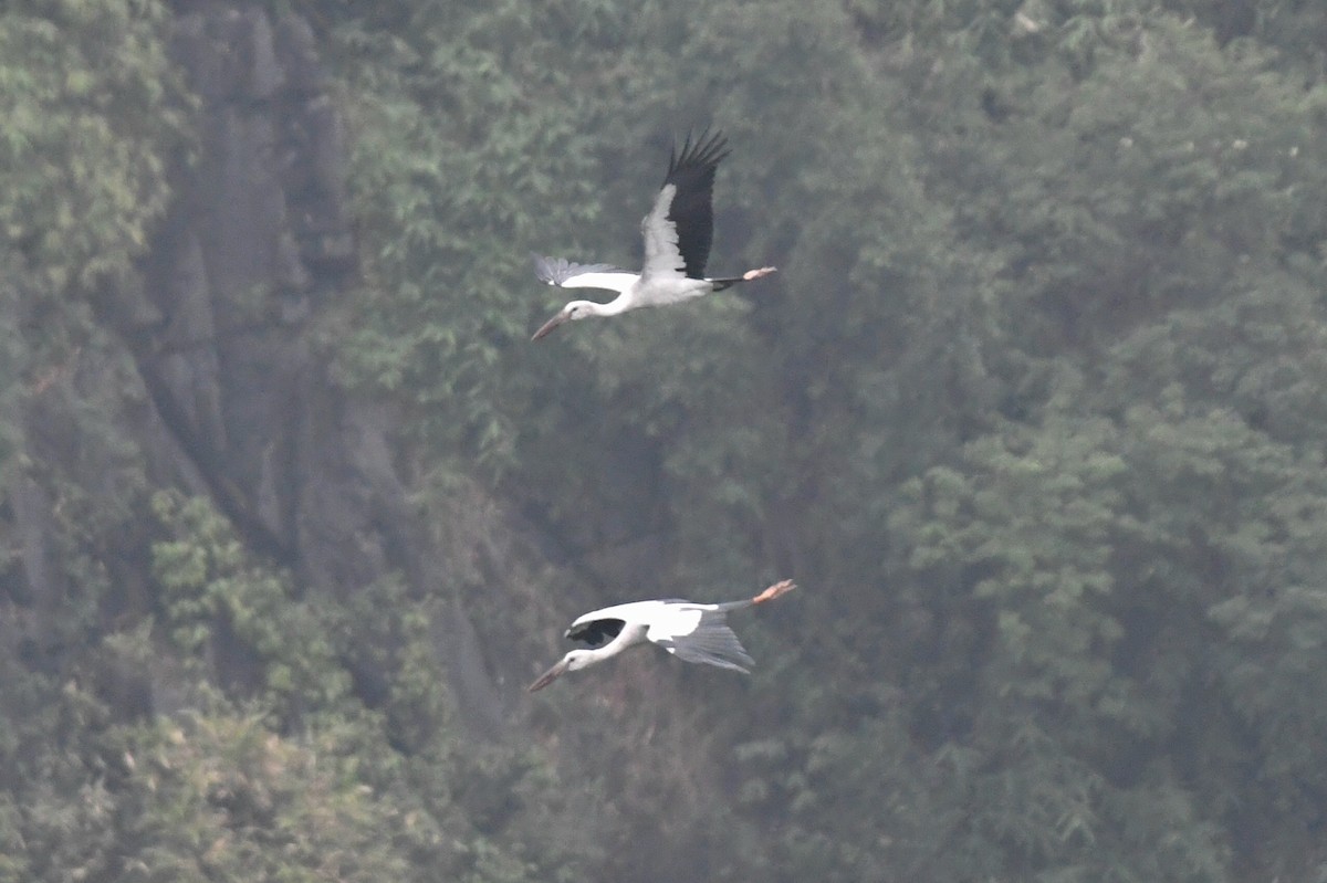 Asian Openbill - ML631256648