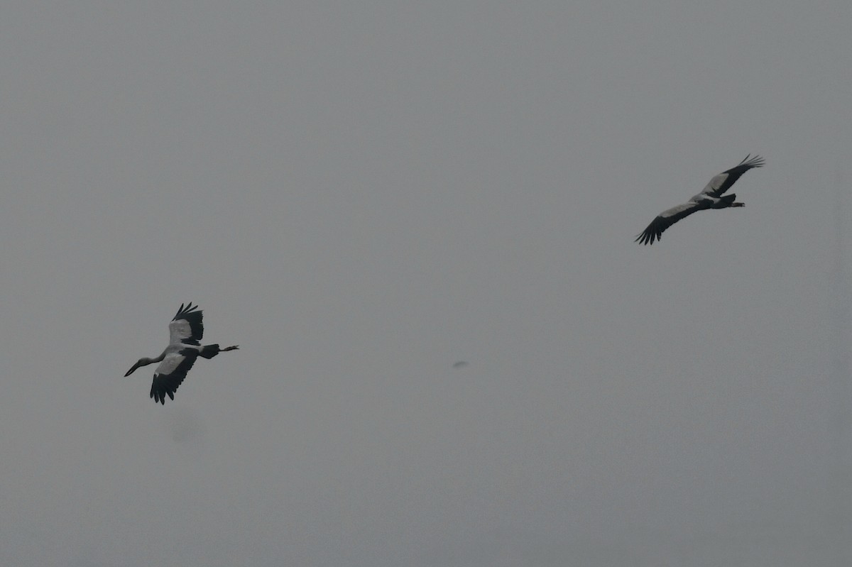 Asian Openbill - ML631256649