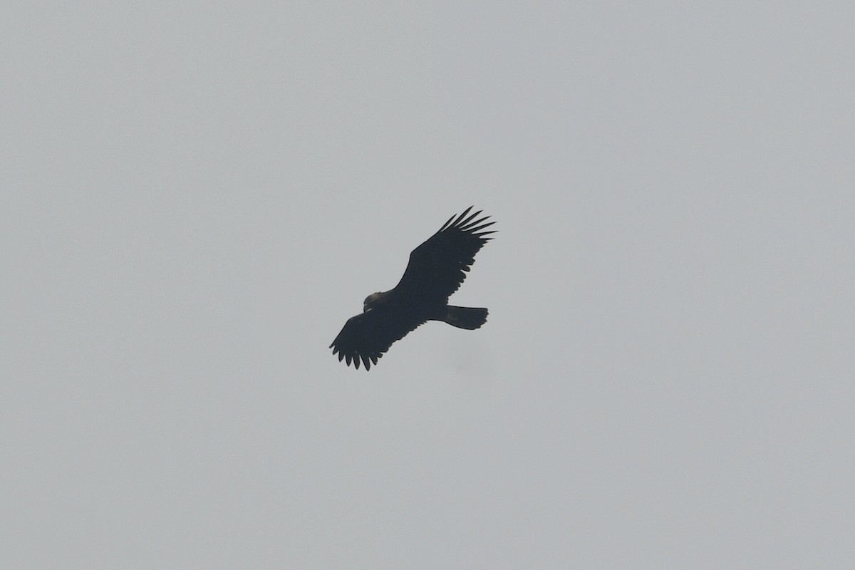 Black Eagle - ML631256655