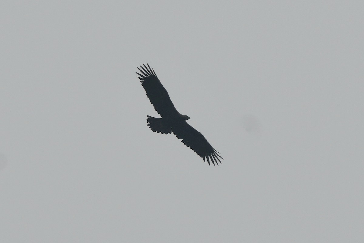 Black Eagle - ML631256656