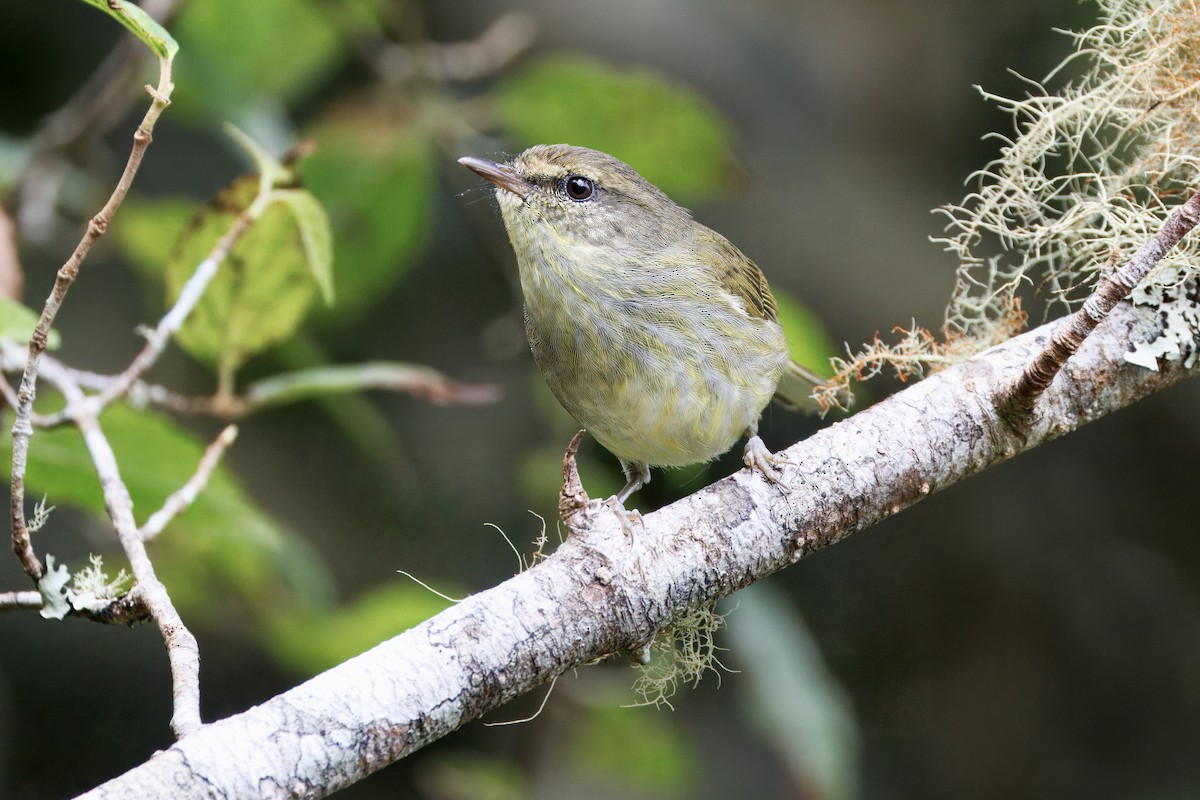 Negros Leaf Warbler - ML631256657