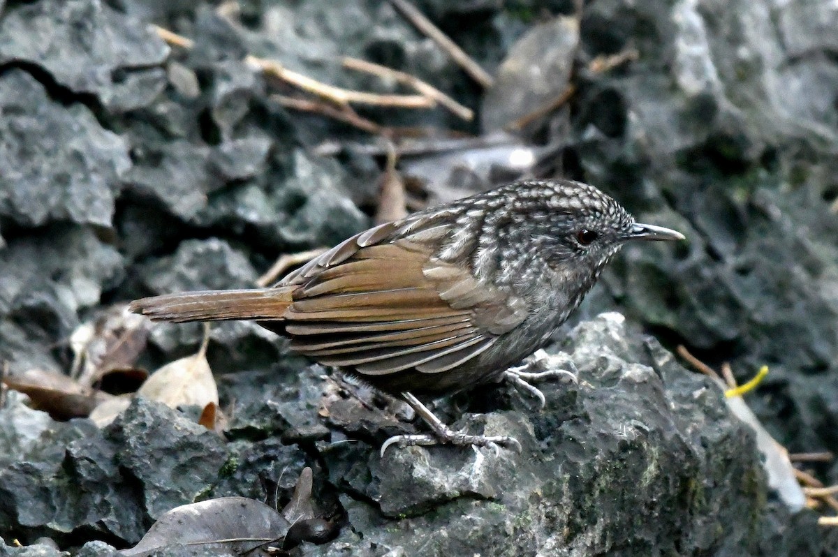 Annam Limestone Babbler - ML631256667