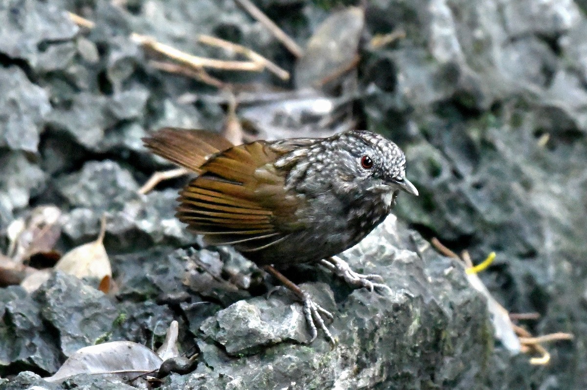 Annam Limestone Babbler - ML631256668