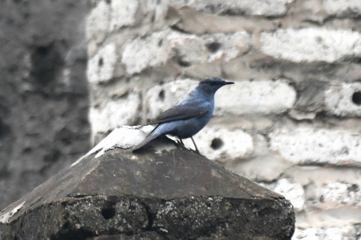 Blue Rock-Thrush - ML631256672