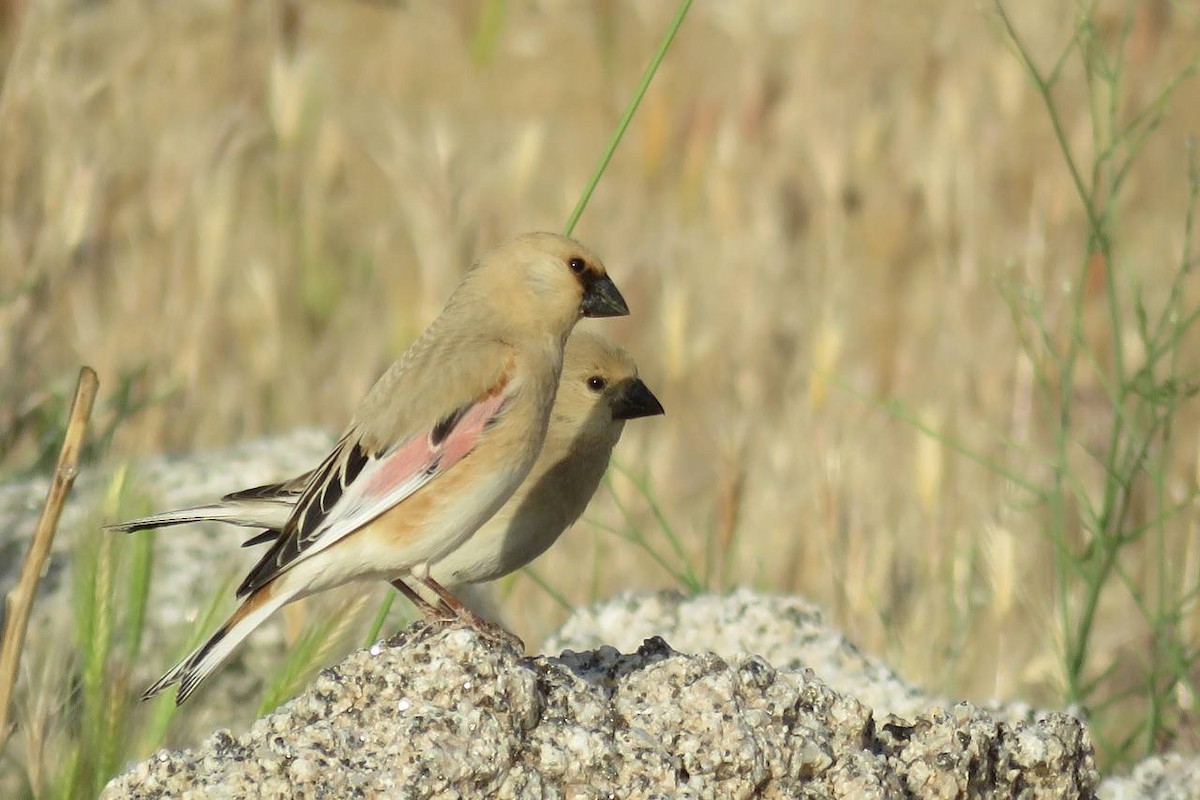 Desert Finch - ML631256744