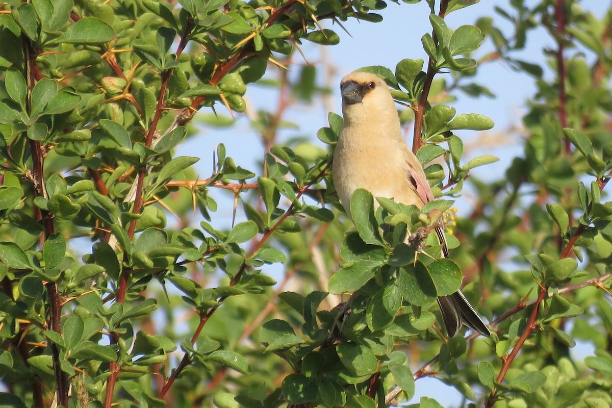 Desert Finch - ML631256745