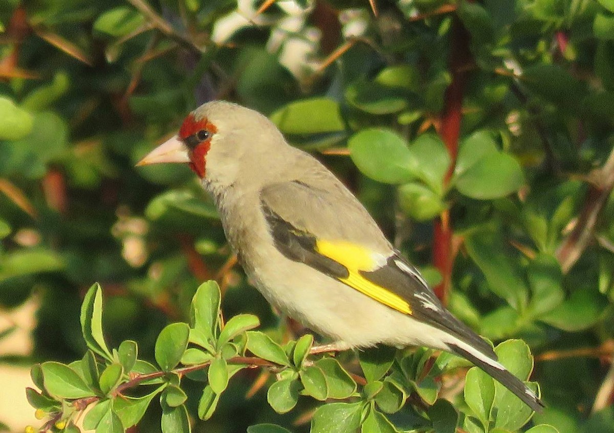 Gray-crowned Goldfinch - ML631256747