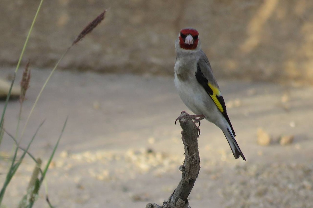 Gray-crowned Goldfinch - ML631256748