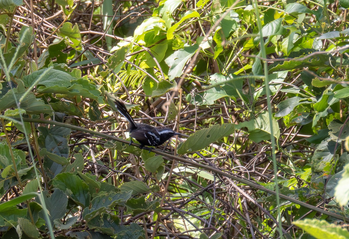 Black-bellied Antwren - ML631256786