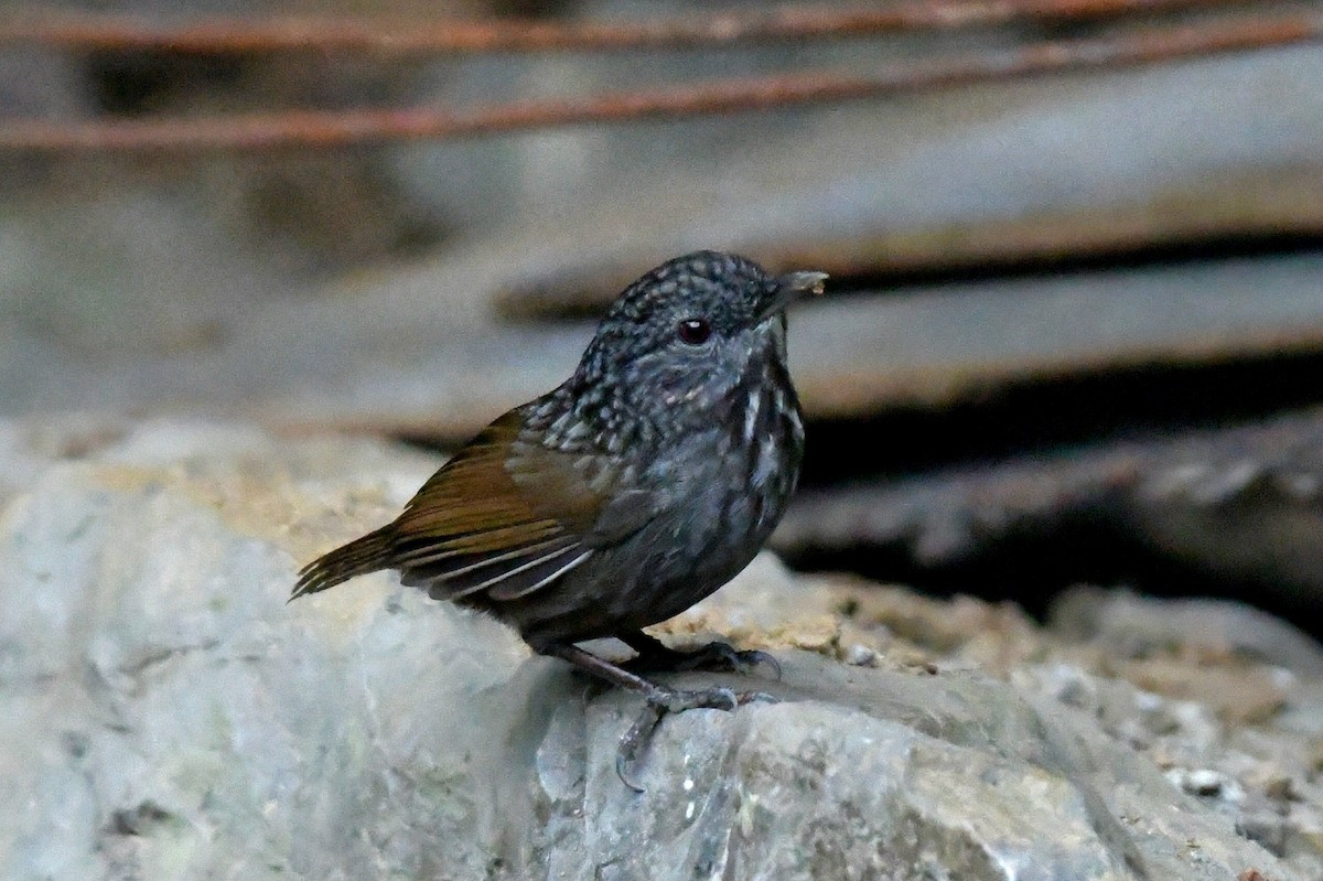 Annam Limestone Babbler - ML631257120