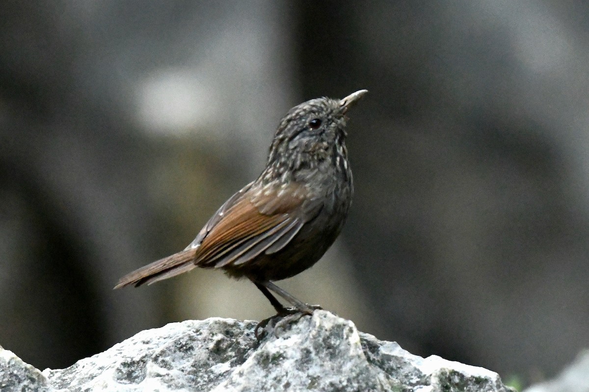 Annam Limestone Babbler - ML631257122