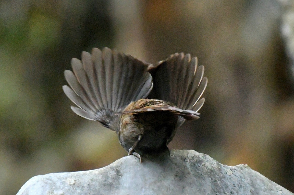 Annam Limestone Babbler - ML631257125