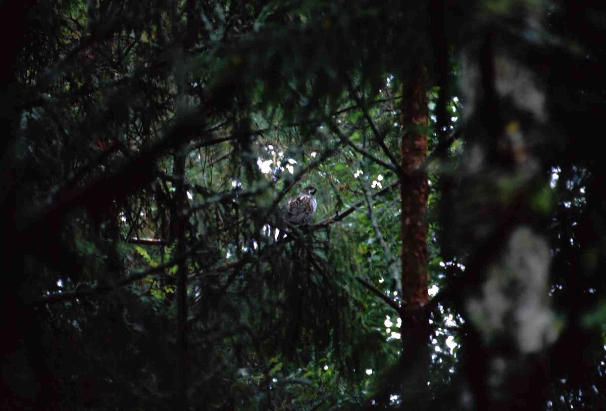 Hazel Grouse - ML631257210