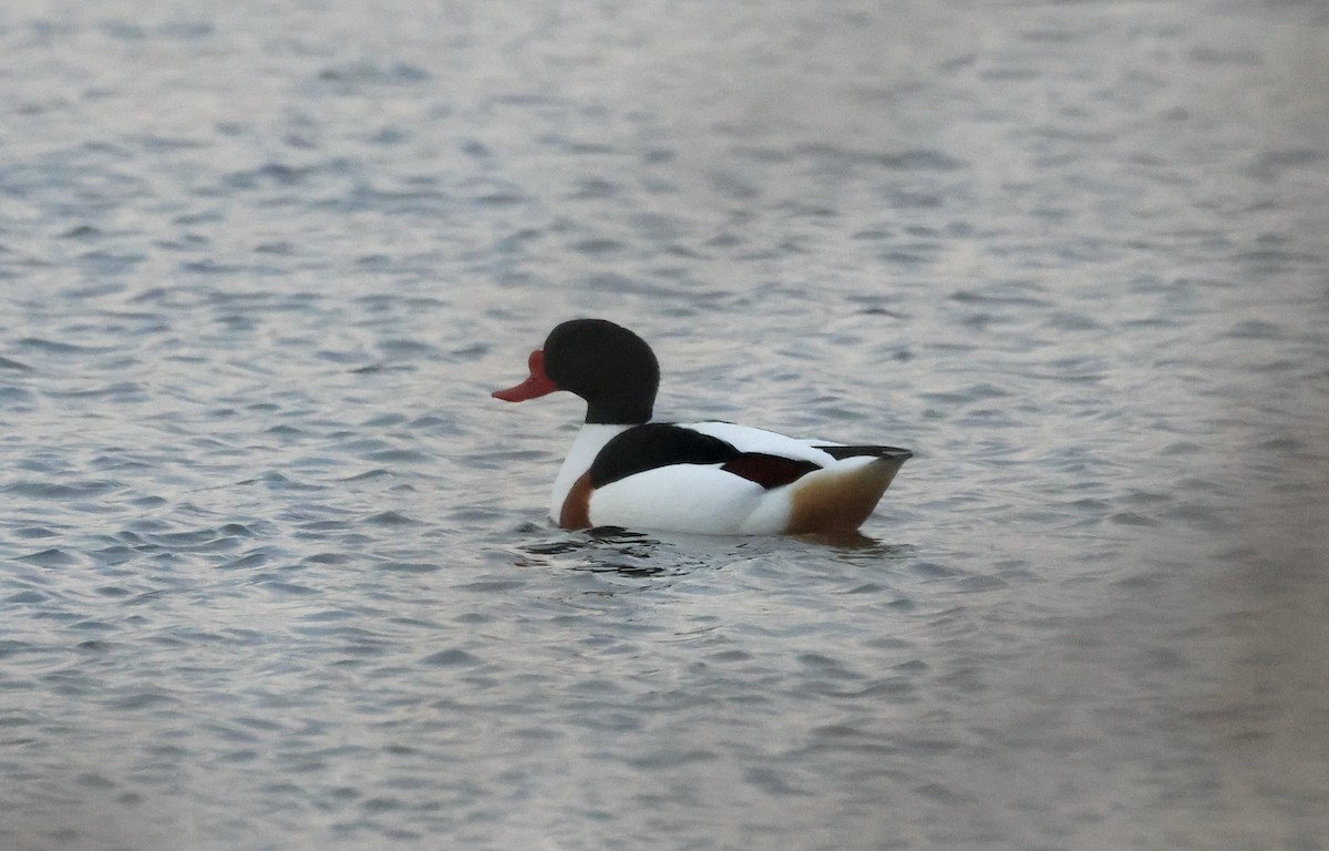 Галагаз євразійський - ML631257228